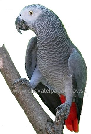 Papagáj sivý - Žako Kongo (Psittacus erithacus)